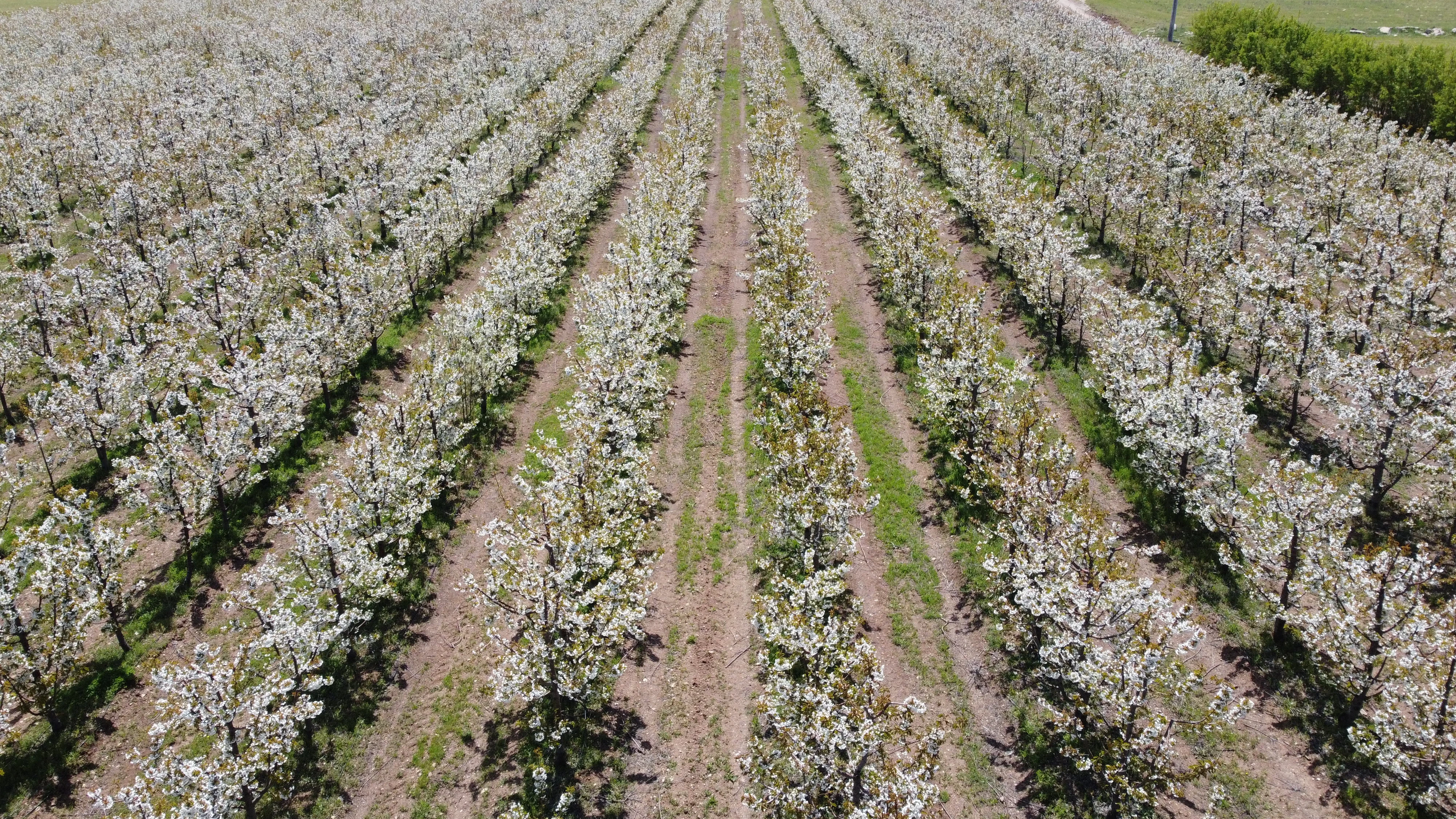 Aerial drone view of blooming cherry orchards, Ürgüp — May 2026