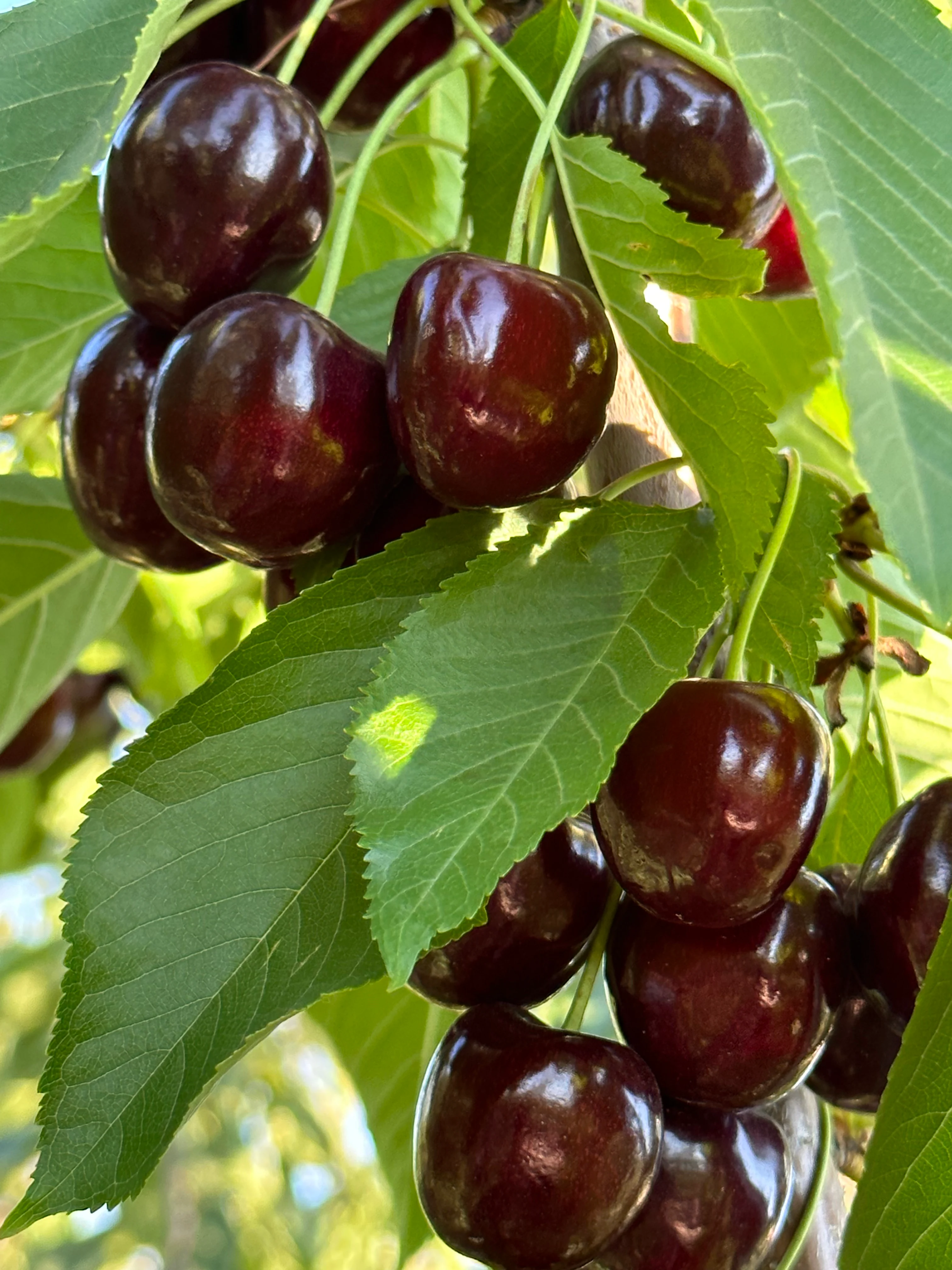 Freshly harvested Regina cherries in white export crates