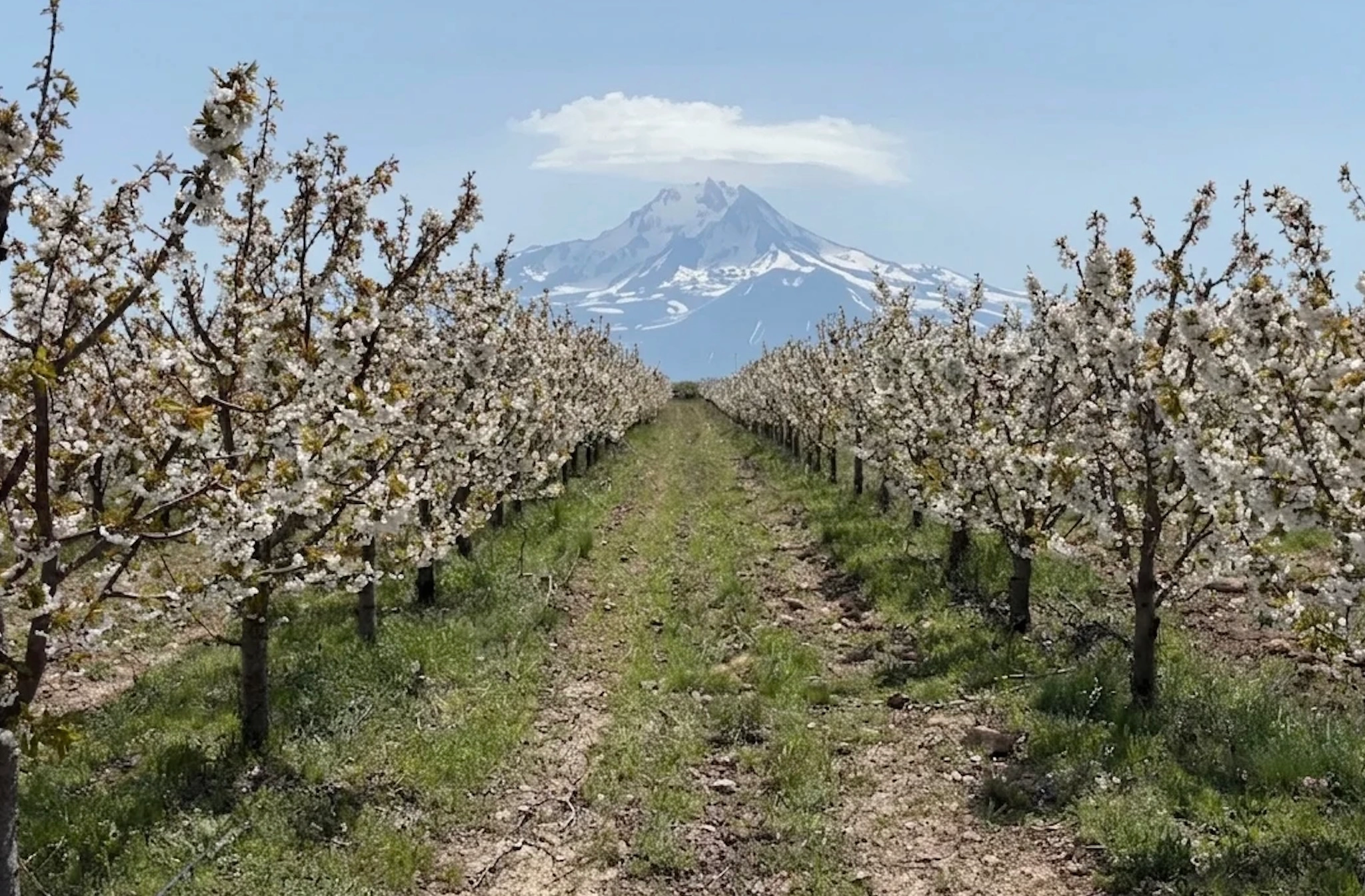 Cherry orchards in bloom — Ürgüp, Cappadocia
